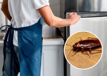 O jeito mais eficaz de tirar baratas da geladeira sem veneno