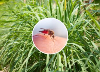 Como cultivar citronela em casa para manter os mosquitos longe