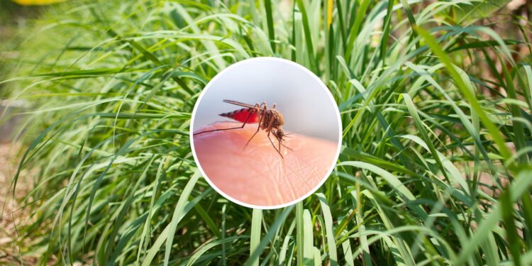 Como cultivar citronela em casa para manter os mosquitos longe