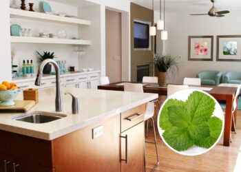 3 plantas que deixam sua casa cheirosa e livre de insetos