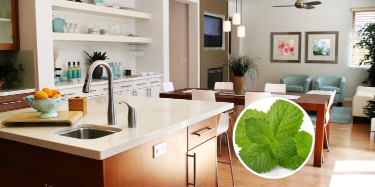 3 plantas que deixam sua casa cheirosa e livre de insetos
