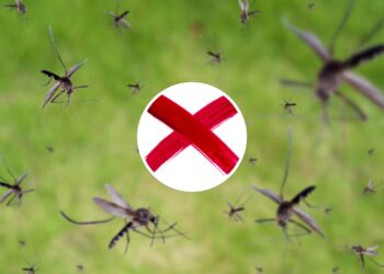 3 maneiras de afastar os insetos para que eles não voltem mais