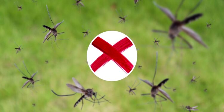 3 maneiras de afastar os insetos para que eles não voltem mais