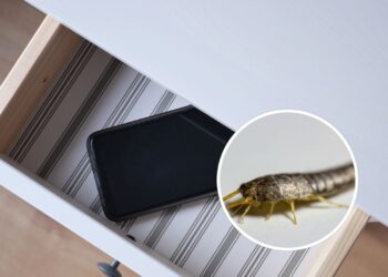 Você vai se surpreender com o que afasta traças das gavetas