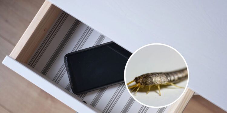Você vai se surpreender com o que afasta traças das gavetas
