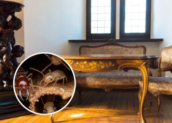 Truques para preservar móveis antigos e afastar pragas naturalmente