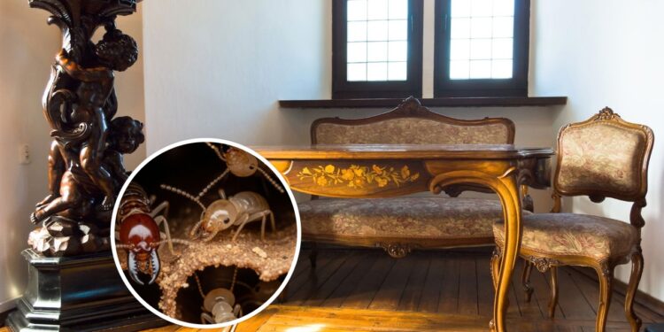 Truques para preservar móveis antigos e afastar pragas naturalmente