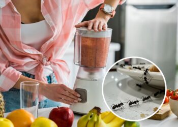 Nada de formiga no liquidificador com esse cuidado essencial