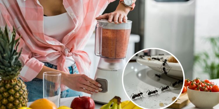 Nada de formiga no liquidificador com esse cuidado essencial
