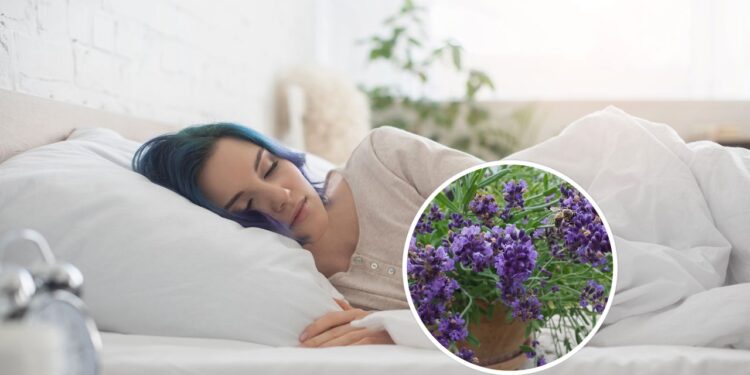 Essas plantas cultivadas em casa podem melhorar seu sono