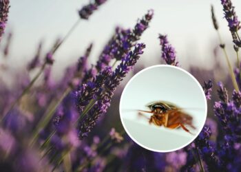 3 plantas poderosas que afastam baratas e formigas naturalmente