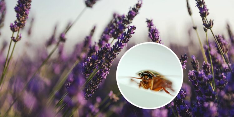 3 plantas poderosas que afastam baratas e formigas naturalmente