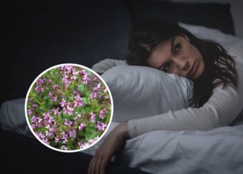 Essa planta combate insônia, ansiedade e tensão muscular sem efeitos colaterais