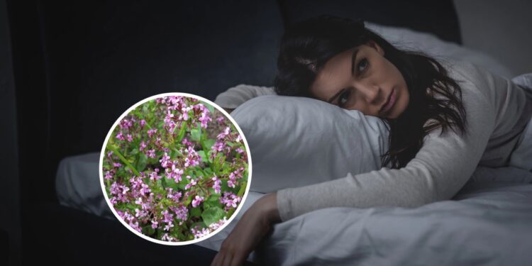 Essa planta combate insônia, ansiedade e tensão muscular sem efeitos colaterais