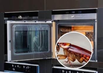 Você nunca mais verá baratas no forno com essa dica simples