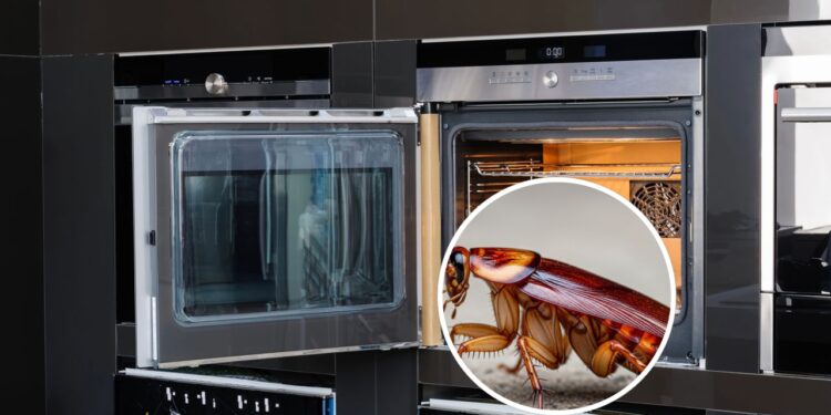 Você nunca mais verá baratas no forno com essa dica simples