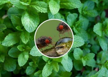 Folhas aromáticas que ajudam a manter moscas longe da comida