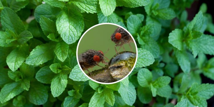 Folhas aromáticas que ajudam a manter moscas longe da comida