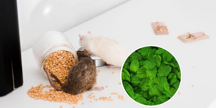 Essa planta espanta os roedores naturalmente