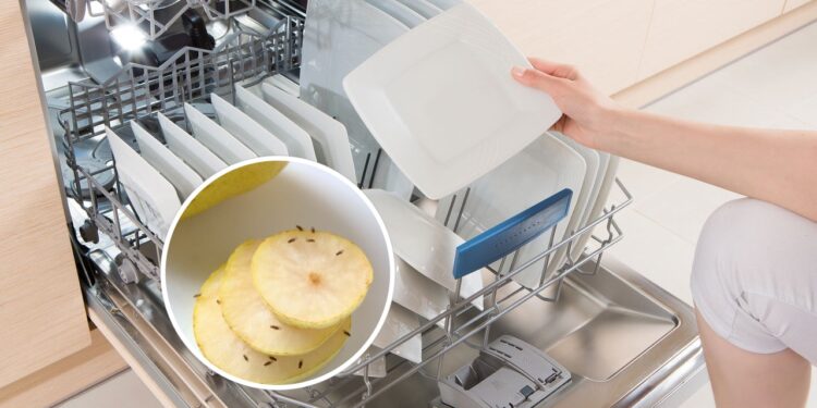 Truque rápido para acabar com os mosquitinhos perto da lava-louças