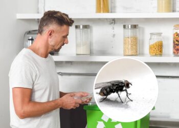 Como impedir que moscas se aproximem do fogão