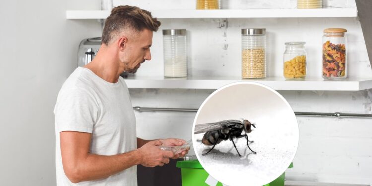 Como impedir que moscas se aproximem do fogão