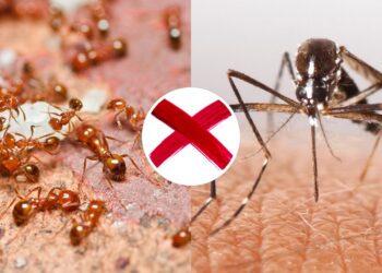 O tempero natural que espanta mosquitos e formigas da sua casa
