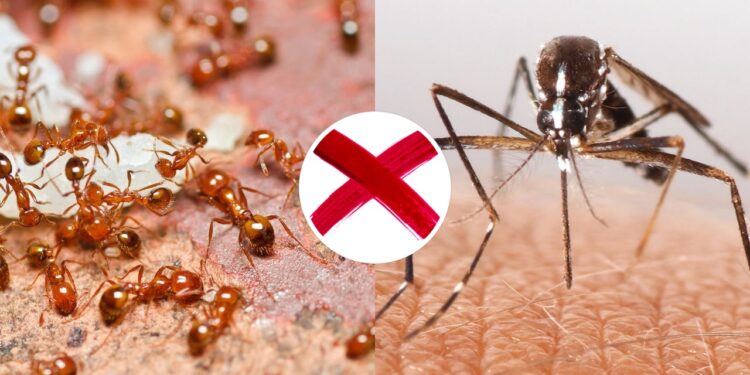 O tempero natural que espanta mosquitos e formigas da sua casa