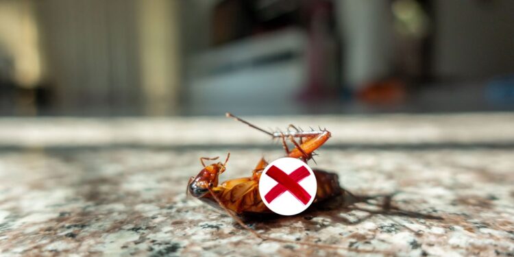 Esta é a melhor planta para afastar baratas na sua casa