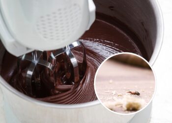 Como proteger sua batedeira de formigas com soluções simples e eficazes