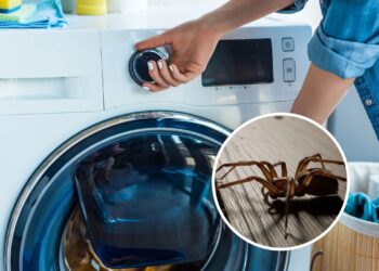 Um simples ingrediente pode afastar aranhas da sua lavanderia