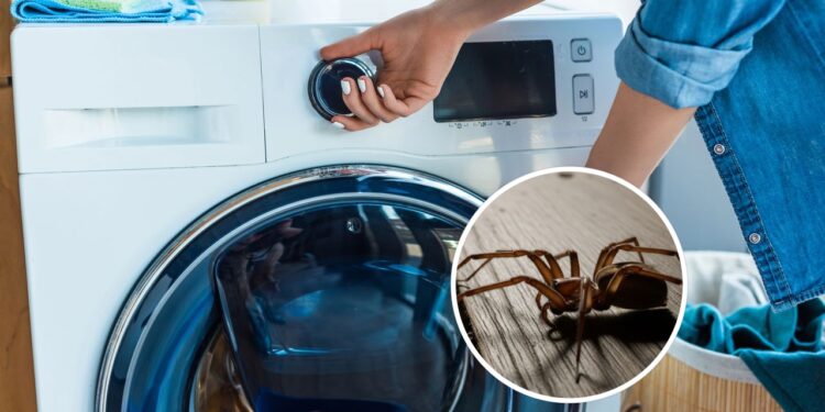 Um simples ingrediente pode afastar aranhas da sua lavanderia
