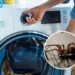 Um simples ingrediente pode afastar aranhas da sua lavanderia