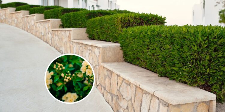 A planta trepadeira que floresce o ano todo e é ideal para criar cercas