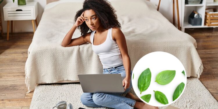 3 ervas que limpam as energias negativas do ambiente