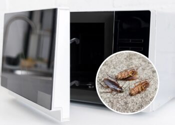 3 passos para eliminar baratas do micro-ondas de forma definitiva