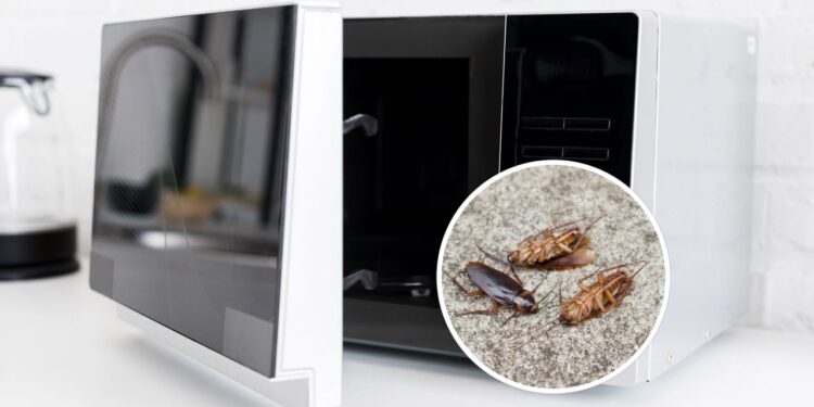 3 passos para eliminar baratas do micro-ondas de forma definitiva