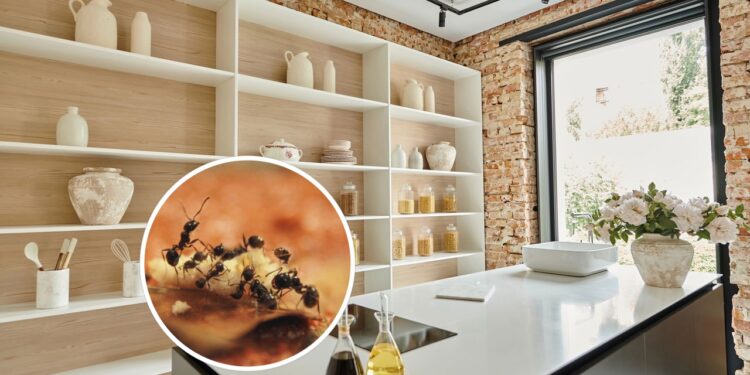 O ingrediente mais barato e eficaz para acabar com formigas na cozinha