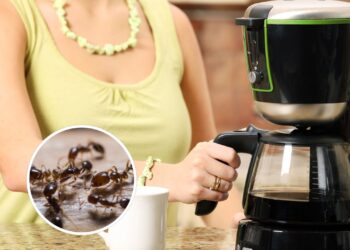 Esse erro comum está atraindo formigas direto para sua cafeteira