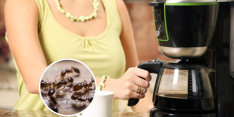 Esse erro comum está atraindo formigas direto para sua cafeteira