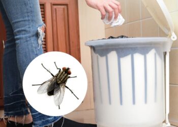 O melhor jeito de acabar com moscas na lixeira da cozinha
