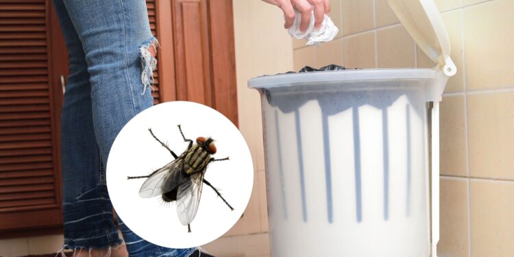 O melhor jeito de acabar com moscas na lixeira da cozinha