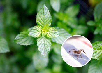 3 plantas que espantam aranhas e ainda decoram o ambiente