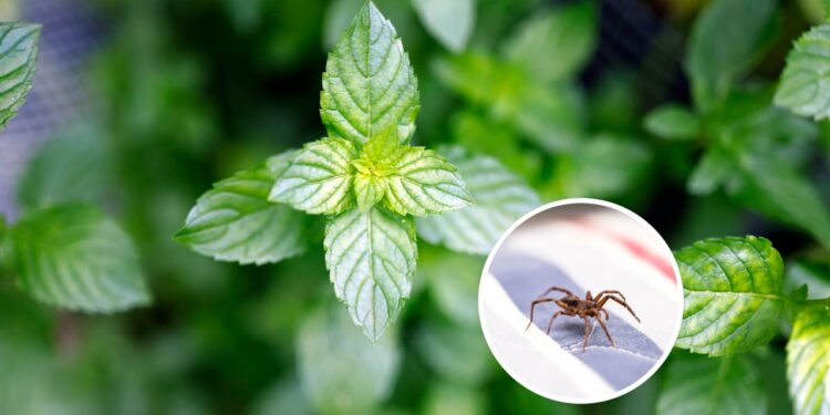 3 plantas que espantam aranhas e ainda decoram o ambiente