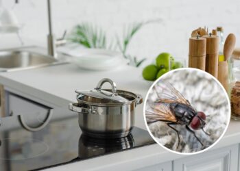 Poucos conhecem essa erva simples que mantém moscas longe da cozinha