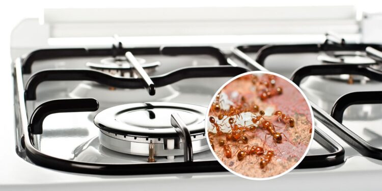 O que está atraindo formigas para o seu fogão sem você perceber