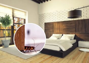 Esse hábito comum pode estar atraindo baratas para o seu quarto