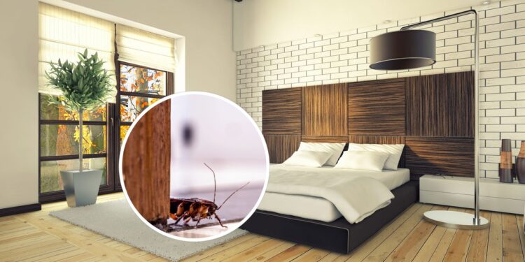Esse hábito comum pode estar atraindo baratas para o seu quarto