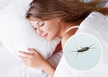 O truque natural para se livrar do inseto que invade camas durante a noite