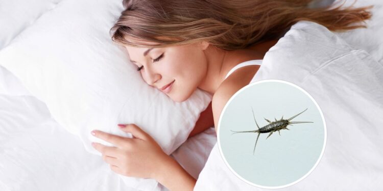 O truque natural para se livrar do inseto que invade camas durante a noite